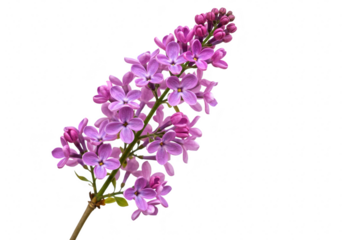 A single branch of blooming purple lilac flowers isolated on transparent background, showcasing delicate petals and vibrant color in spring
