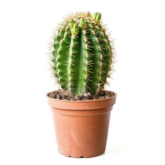 A rounded green cactus in a terracotta pot against a white background