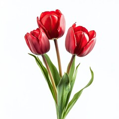 Fototapeta premium Three vibrant red tulips on white background