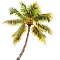 Tropical palm tree against a white background