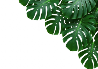 Monstera deliciosa leaves with characteristic holes and splits, isolated on transparent background, showcasing natural beauty and unique patterns