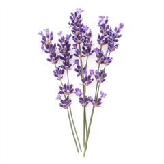 A close-up of a bunch of lavender flowers against a plain white background.  The delicate purple blossoms cluster on light green stems