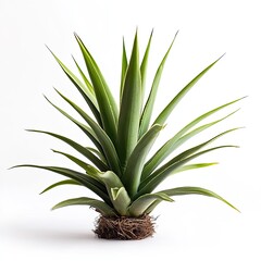Obraz premium A vibrant agave plant, with light green, spiky leaves radiating outwards from a central, dark brown base, stands against a plain white background