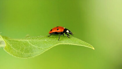 Ladybug on a leaf (1)