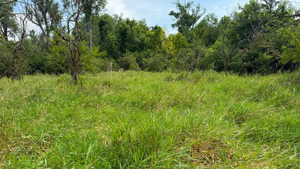 Obraz premium green grass and blue sky