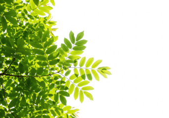 Vibrant green leaves of a tree, backlit by sunlight, creating a natural pattern with copy space on white isolated on transparent background