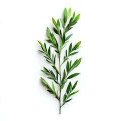 Fototapeta premium Fresh green branch with small leaves against white background