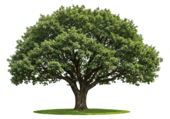A large ancient oak tree with lush green foliage isolated on transparent background