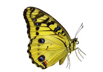 Closeup of a beautiful yellow butterfly with black and blue spots, isolated on transparent background