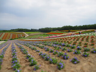Shikisai Hill, Biei, Hokkaido, Japan - Diorama Effect