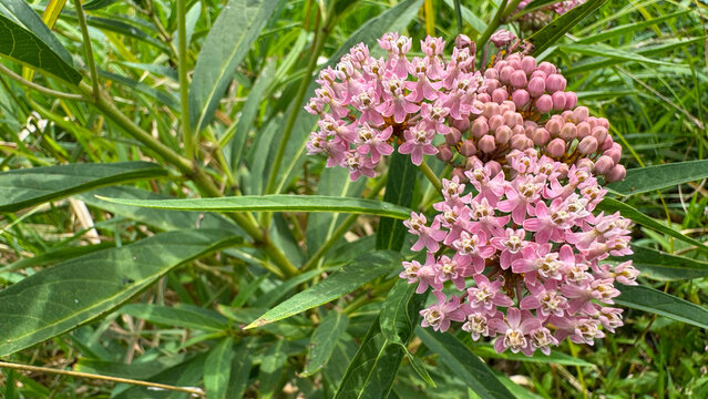 swamp milkweed