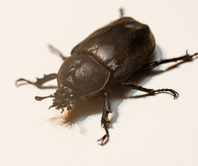カブトムシの雌