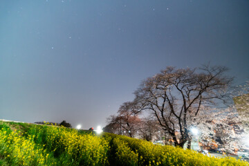 Obraz premium 熊谷桜堤の夜桜