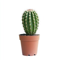 Small, oval-shaped cactus in terracotta pot