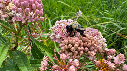 bumblebee collecting nectar from a swamp milkweed