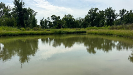 pond in the summertime 