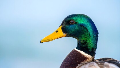 Obraz premium Close-up profile of a male mallard duck