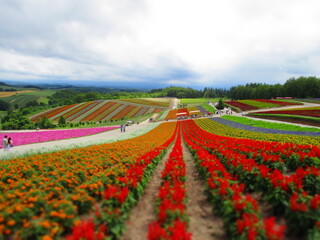 Shikisai Hill, Biei, Hokkaido, Japan - Diorama Effect