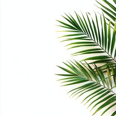 Obraz premium Fresh green palm fronds against white background
