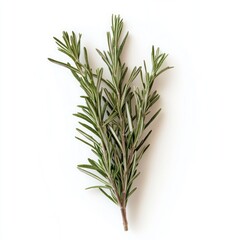 Fototapeta premium Fresh rosemary sprig against white background