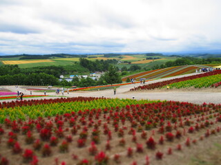 Shikisai Hill, Biei, Hokkaido, Japan - Diorama Effect