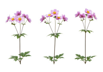Three delicate pink japanese anemone flowers with yellow centers and green leaves, isolated on a transparent background, showcasing natural beauty