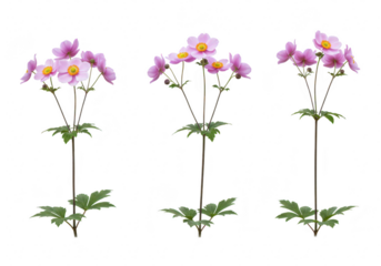 Three delicate pink japanese anemone flowers with yellow centers and green leaves, isolated on a transparent background, showcasing natural beauty