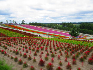 Shikisai Hill, Biei, Hokkaido, Japan - Diorama Effect