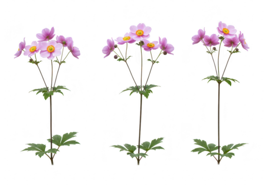 Three delicate pink japanese anemone flowers with yellow centers and green leaves, isolated on a transparent background, showcasing natural beauty