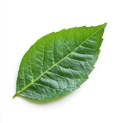 Obraz premium Close-up of a single vibrant green leaf against a plain white background