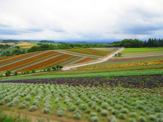 Shikisai Hill, Biei, Hokkaido, Japan - Diorama Effect