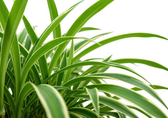Obraz premium Closeup of vibrant green spider plant leaves with white stripes, isolated on a transparent background
