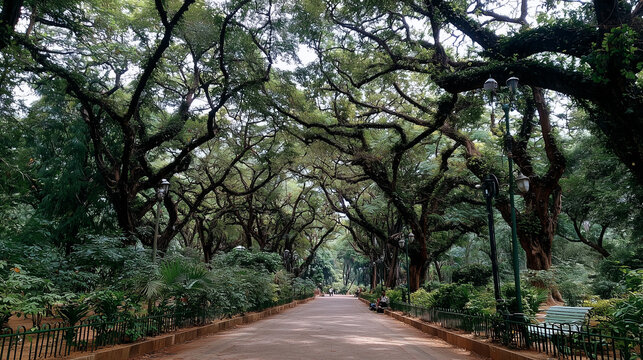 Bangalore Cubbon Park, evergreen trees and walking paths