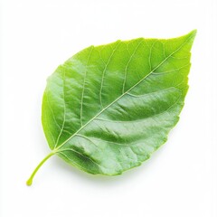 Obraz premium Single vibrant green leaf against white background