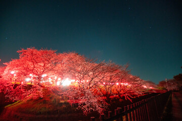 権現堂堤の夜桜