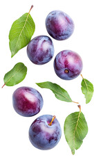 black currants at its bush in a soft summer breeze, closeup