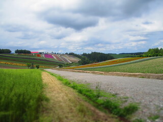 Shikisai Hill, Biei, Hokkaido, Japan - Diorama Effect