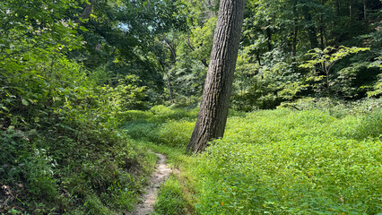 trail through Nebraska wildlife area