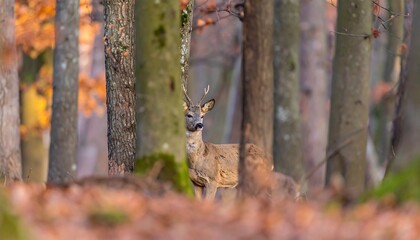 A deer stands in a forest bathed in autumnal light