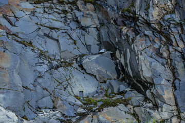 Obraz premium Slate and Graywacke. Slate is a fine-grained, foliated, homogeneous, metamorphic rock. Shotgun Cove Trail, Whittier is a city at the head of the Passage Canal in the Chugach Census Area in Alaska.