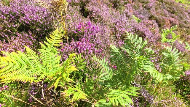 Fern Leaves Swaying in Heather Field on Sunny Hillside