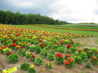 Shikisai Hill, Biei, Hokkaido, Japan - Diorama Effect