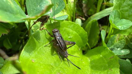striped ground cricket in the grass 