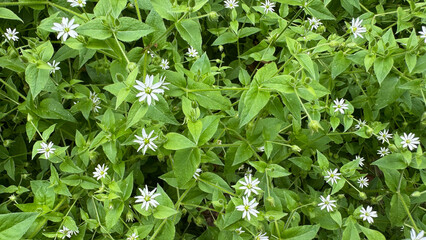 white wildflowers 