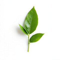 Close-up of vibrant green leaves on a stem against a white background