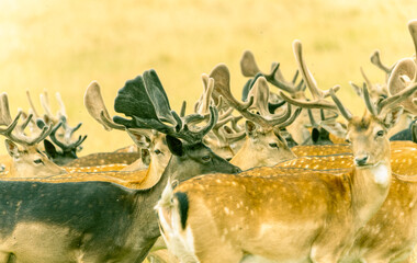 Mixed herd fallow deer with large antlers