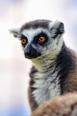Close-Up of a Ring-Tailed Lemur in Natural Light