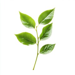 Obraz premium A vibrant green leaf branch, five leaves, stem, isolated on white