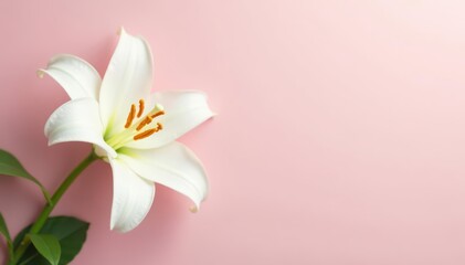 Fototapeta premium Single white lily and speckled egg on soft pastel background , simple design, egg, elegance