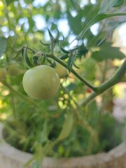 Red and green tomatoes in a natural garden